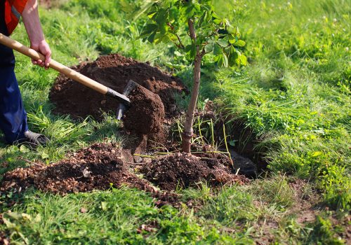 obstbaeume-garten-pflanzen-duengen